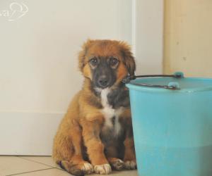 Denunciato per i cuccioli morti