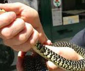 Il giorno dei serpenti, bisce in auto e all'asilo