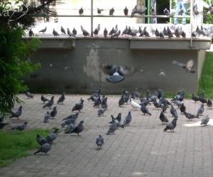 Vietato foraggiare i piccioni