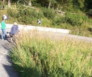 Ciclista finisce fuori strada a San Sicario