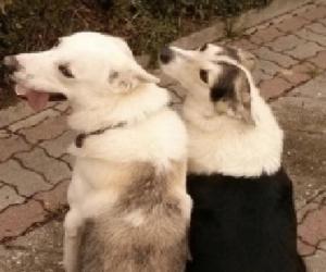 Quando Giulietta e Romeo... cercano casa