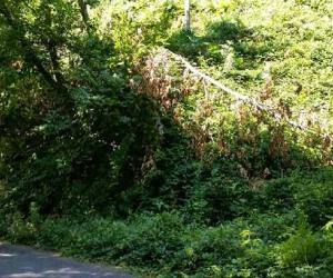 Il Comune dichiara guerra a chi trascura il verde