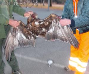Aquila vola basso e si schianta contro l'ex Bertone Stile