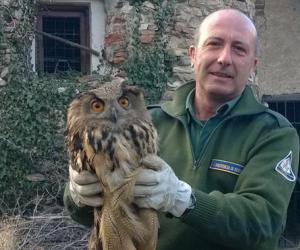 Un gufo reale con l'ala fratturata salvato all'Armona