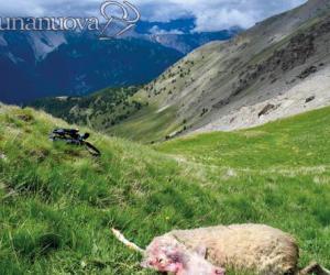 Oulx: lupi all'assalto delle pecore della Roche