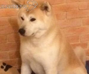 Giaveno, cani al guinzaglio per evitare incidenti: servono controlli