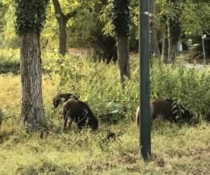 Avigliana, cinghiali attorno alle abitazioni di via Pontetto