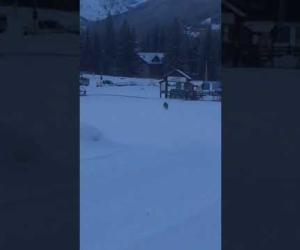 Bardonecchia, il giovane lupo sulle piste da sci di Campo Smith
