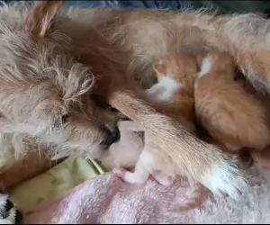 Almese, Shadé fa da balia ai gattini orfani e conquista il web