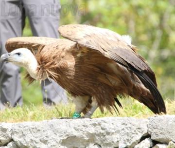 Il viaggio lungo l'arco alpino del grifone passa dalla valle di Susa