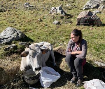 Coazze, non c’è l’elicottero: la mucca Emma muore in alpeggio