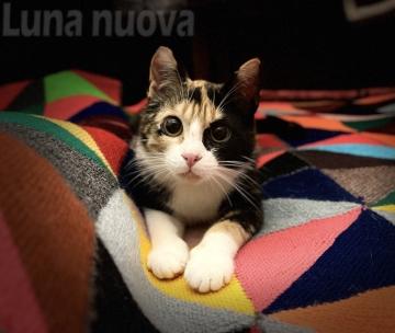 "Armonia di sguardi e colori": due volte Kara per il contest "Bau & Miao"