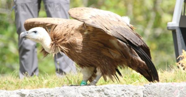Il Viaggio Lungo L Arco Alpino Del Grifone Passa Dalla Valle Di Susa Luna Nuova