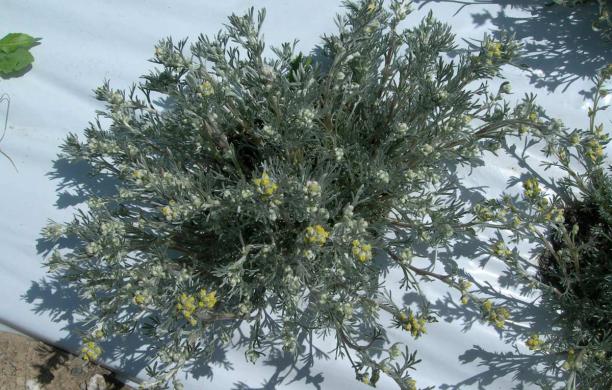 piantine di artemisia