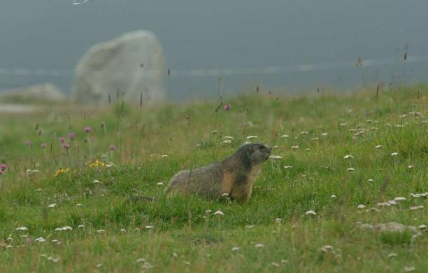 Marmotta al Moncenisio