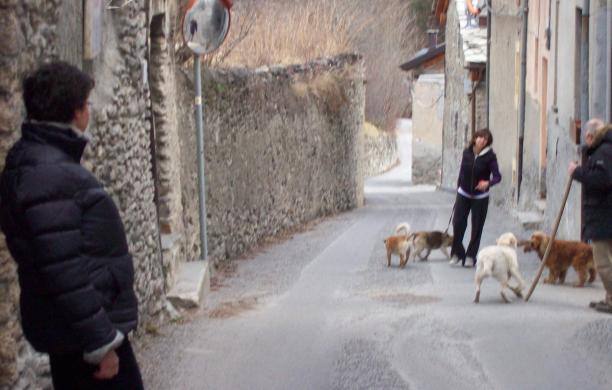 In strada si trova di fronte due lupi