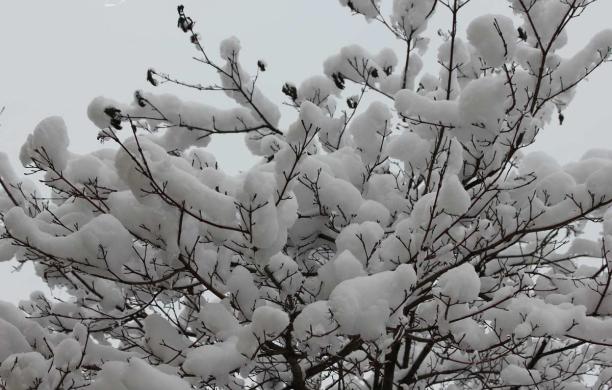 Prima nevicata anche in pianura. Adesso arriva il freddo