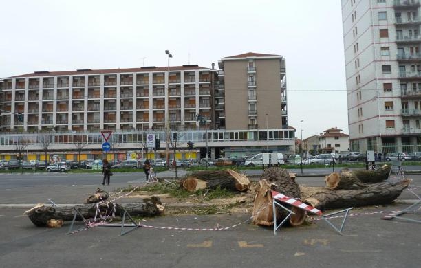 Quel che resta del pioppo tagliato