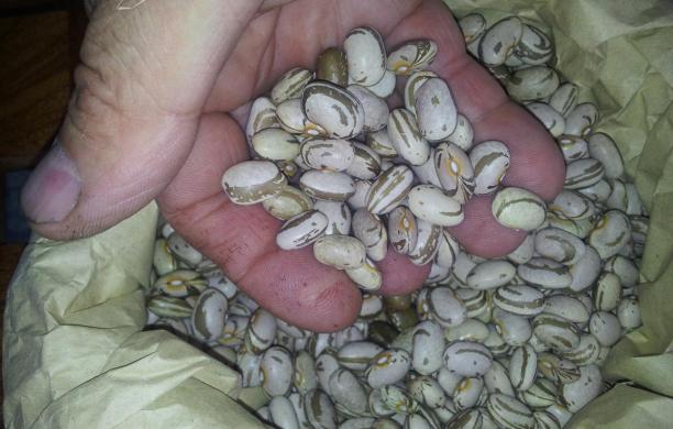 Baracafè: il fagiolo made in Mattie