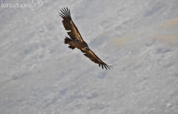 E il grifone torna a planare in alta valle Susa
