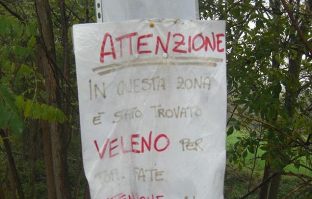 Due avvelenamenti in tre mesi: uccisa una colonia di gatti