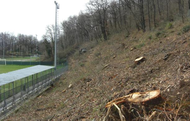 Una strage di alberi sulle pendici del Musinè