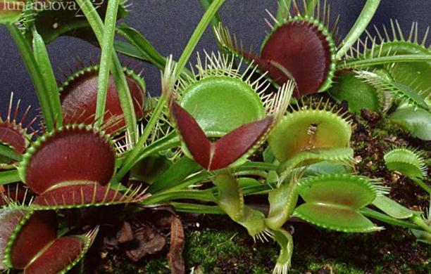 Disguido burocratico: chiude il giardino botanico Rea