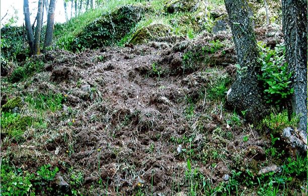 Sugli orti incombe sempre l'incubo dei cinghiali