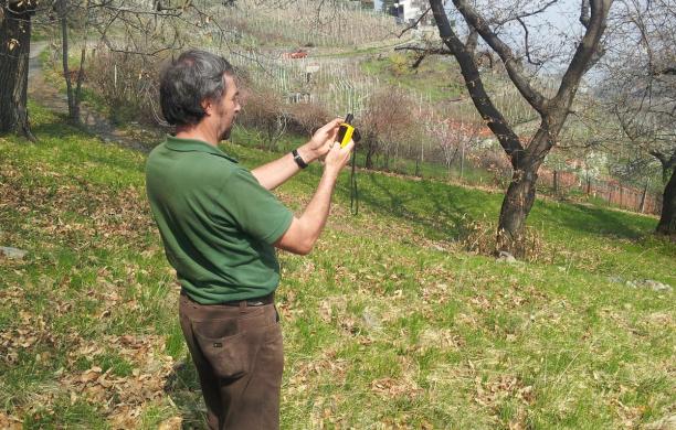 Cinipide, il castagneto sta vincendo la battaglia