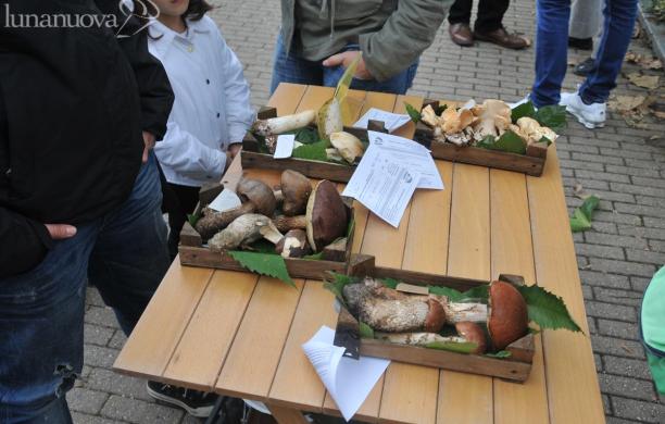 Pochi ma buoni: i funghi fanno il pienone