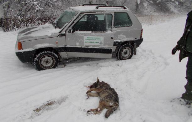 Prima neve e i lupi muoiono in strada