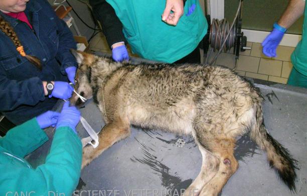 Lupa investita: è stata salvata dai veterinari