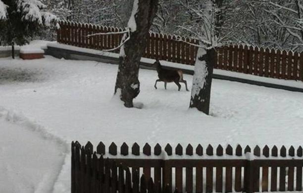 E ti ritrovi un "bambi" nel giardino di casa