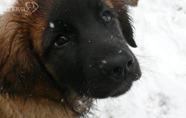 Fine anno senza botti se vuoi bene a Fido