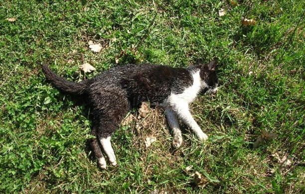 Gatti avvelenati: taglia sulla testa del killer