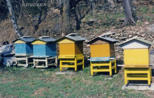Alveari deserti, colpa dei pesticidi-killer