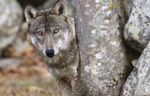 Life Wolfalps: 6 milioni per tutelare il lupo