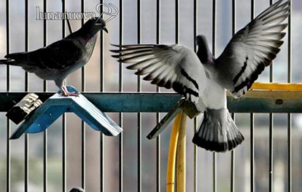 Raffica di proteste contro gli animali vivi al mercato