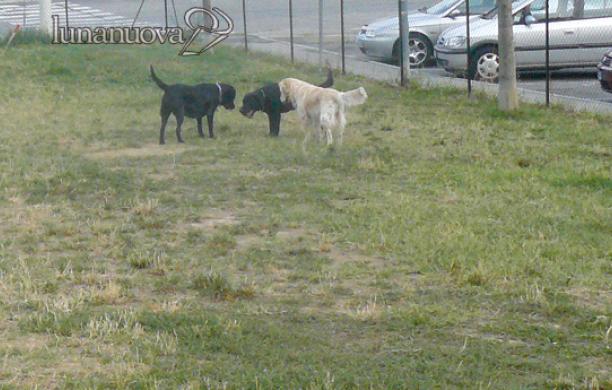 Bocconi avvelenati per i cani nei giardini