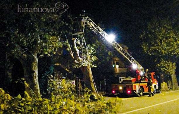 Vento a 100 Km/h, strage di alberi