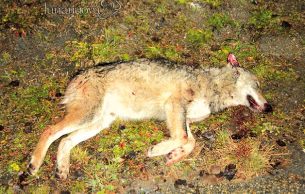 Un lupo morto in mezzo alla città