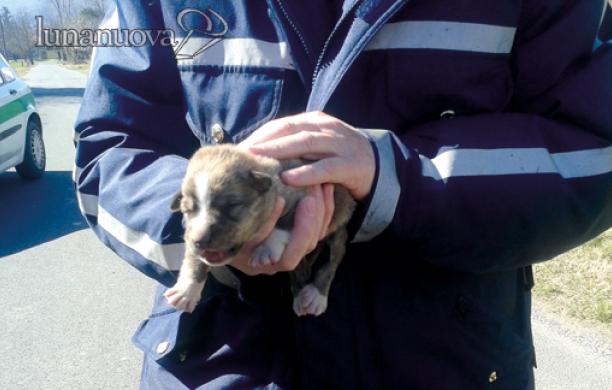 Affoga i cuccioli e mena i volontari: uomo denunciato