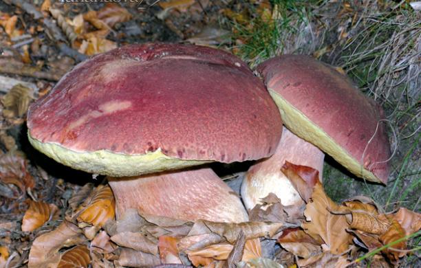 Funghi: tesserino 2015 senza marca da bollo