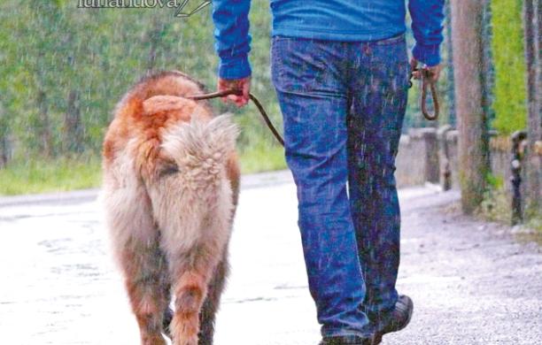 Esche avvelenate per cani in strada: «Un atto incivile»