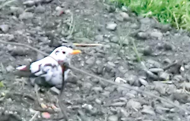 Spunta un merlo bianco tra ortaggi e ulivi