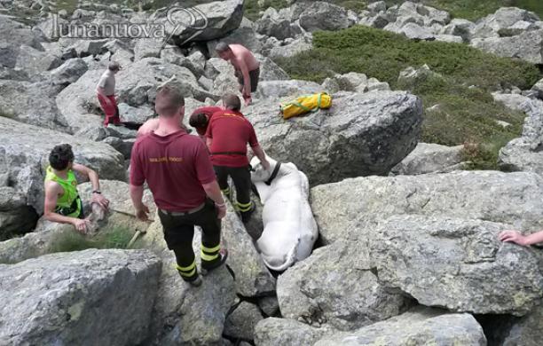 Zampa incastrata fra le rocce: i pompieri salvano il vitello caduto