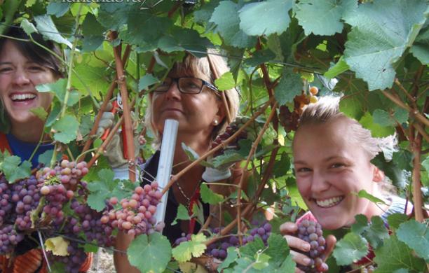 Vino: sarà un'ottima annata... anzi no