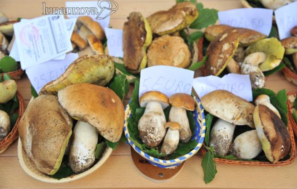 Tessere funghi: per ora niente sconto. Il commissario spiega perché