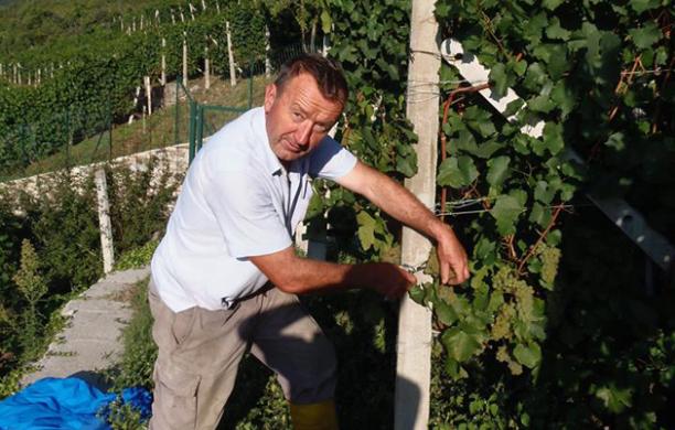 «Noi che riuniamo tutti i nostri amici per la vendemmia»