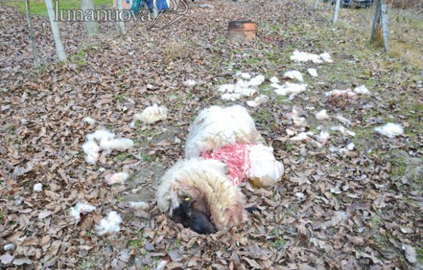 Il lupo solitario fa razzia fra le case